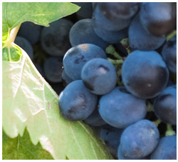 Our Vineyards