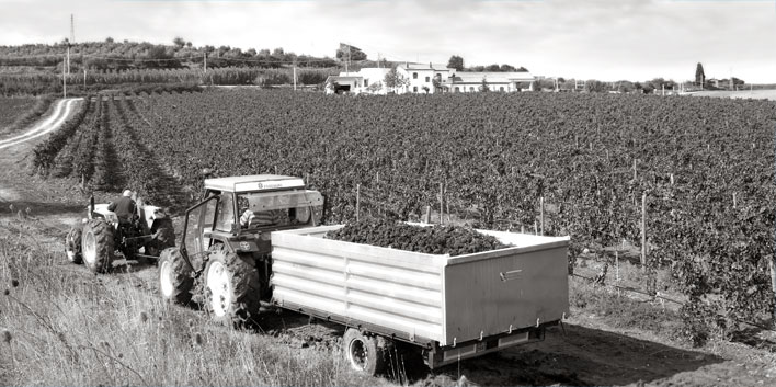 Our Vineyards