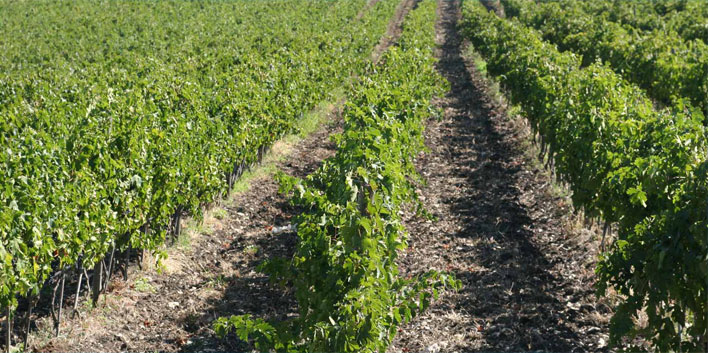 Our Vineyards