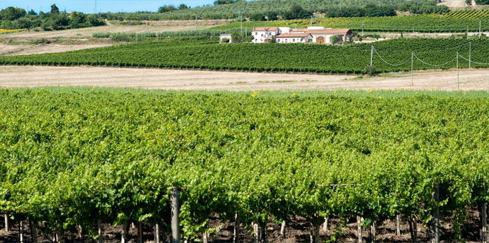 Our Vineyards